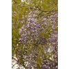 75948 1 vistarie kvetnata macrobotrys wisteria floribunda macrobotrys vysoky kvetnik o objemu 2 litry velikost 40 60 cm