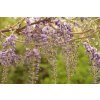 75948 2 vistarie kvetnata macrobotrys wisteria floribunda macrobotrys vysoky kvetnik o objemu 2 litry velikost 40 60 cm