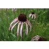 Třapatkovka bledá / Echinacea pallida