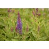 Šalvěj hajní 'Blue Bouquetta' / Salvia nemorosa 'Blue Bouquetta'