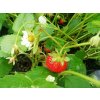 Jahodník stáleplodící 'Mara de Bois' / Fragaria ananassa 'Mara de Bois'