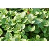 Máta peprná 'Multimentha' / Mentha piperita 'Multimentha'