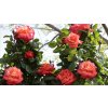 Růže velkokvětá Meilland 'Christophe Colomb' / Rosa VK 'Christophe Colomb'