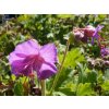 Kakost oddenkatý 'Bevan's Variety' / Geranium macrorrhizum 'Bevan's Variety'