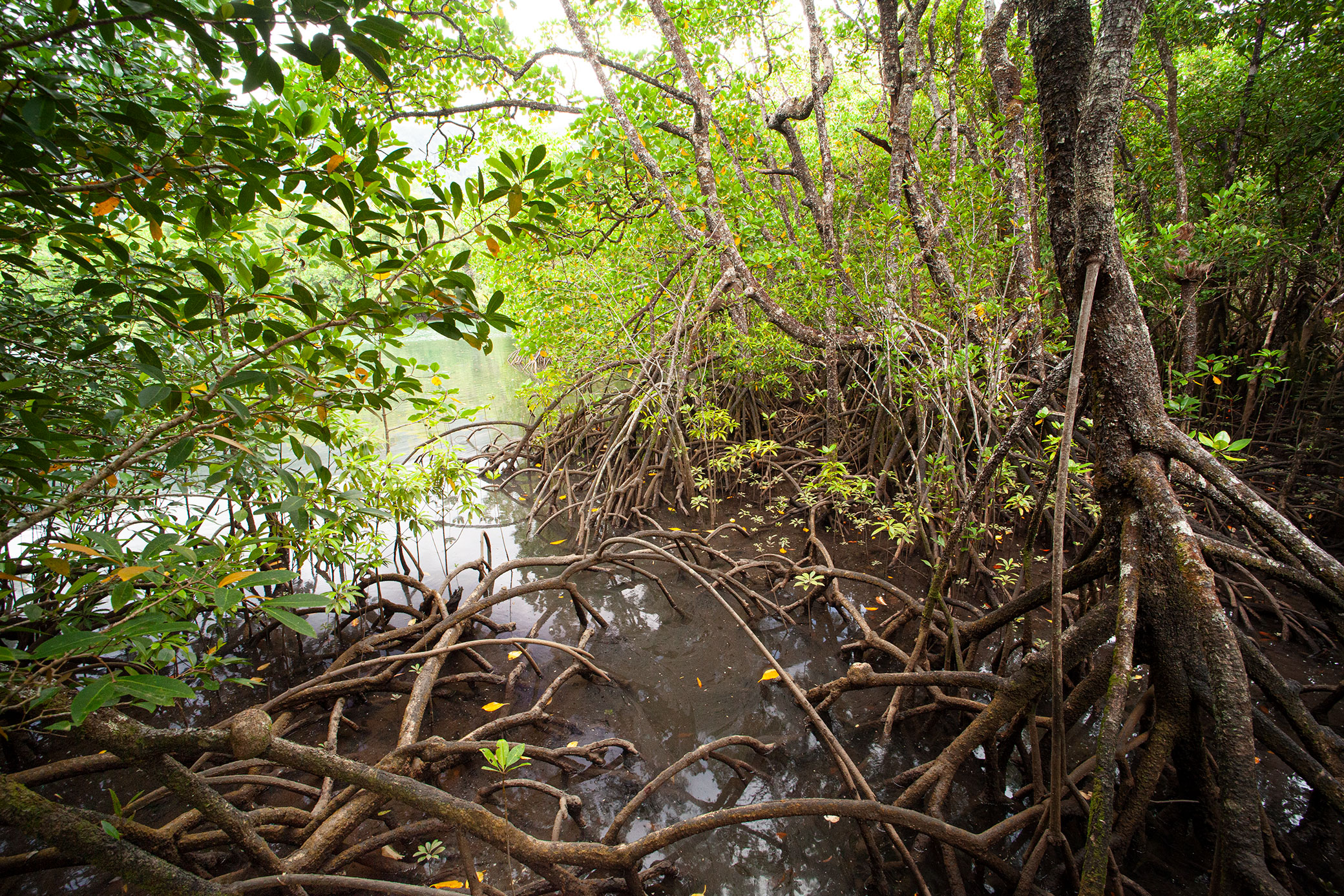 MANGrove