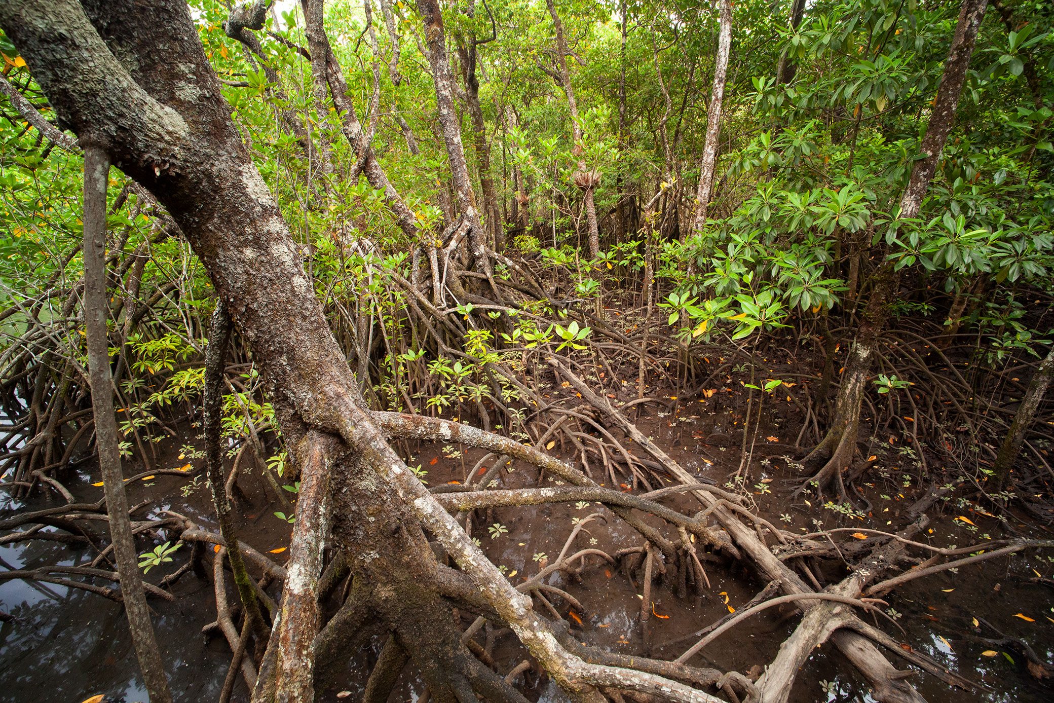 Mangrove2