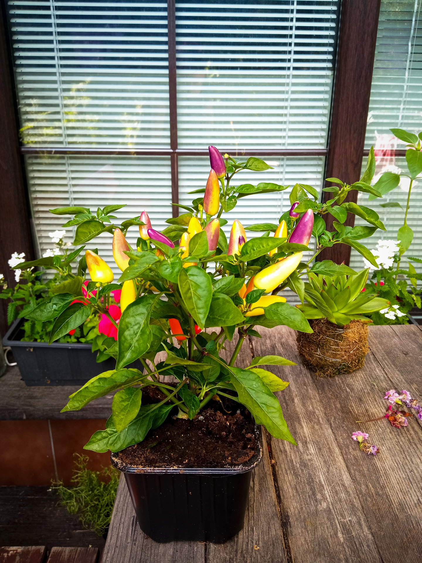 chilli