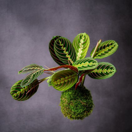 Maranta insta (1 of 1)