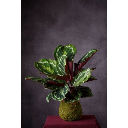 Calathea
