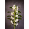 Dendrobium obchod3