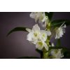 Dendrobium obchod2