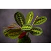 MARANTA3 (1 of 1)