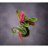 MARANTA4 (1 of 1)