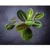 MARANTA1 (1 of 1)