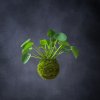 pilea2 (1 of 1)