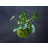 pilea4 (1 of 1)