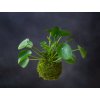 pilea5 (1 of 1)