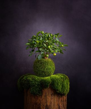 Citrofortunella calamondin / kokedama Váánocee!! NEJLEPŠÍ TVRDÝ DÁRKY NAJDEŠ U MĚ! Mrkni i do Výběrů na profilu, je tam...