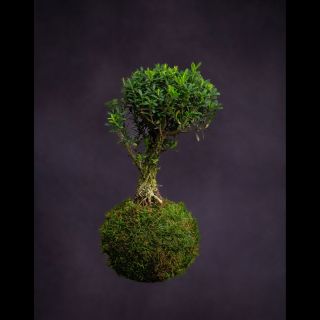 Buxus harlandii Bonsai / kokedama🌱 Ahoj, jsem korkový buxus, jedenáctiletá bonsai, a jdu Tě seznámit s dalším dechberoucím...