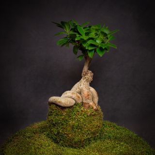 Ficus microcarpa Ginseng / kokedama Ahoj, jsem fíkovník maloplodý, bytem původně v tropických lesích jihovýchodní Asie🌿...
