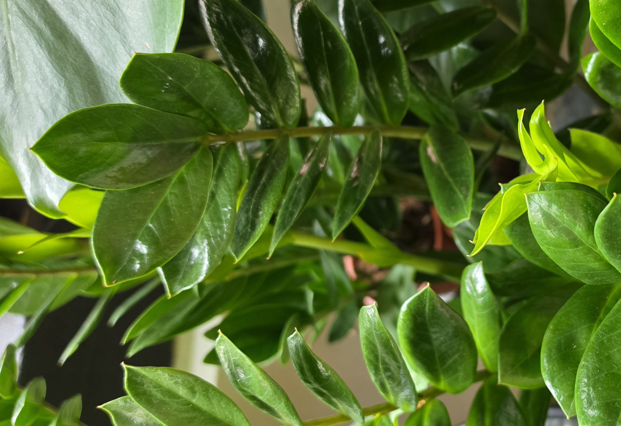 Zamioculcas. Menej je viac!