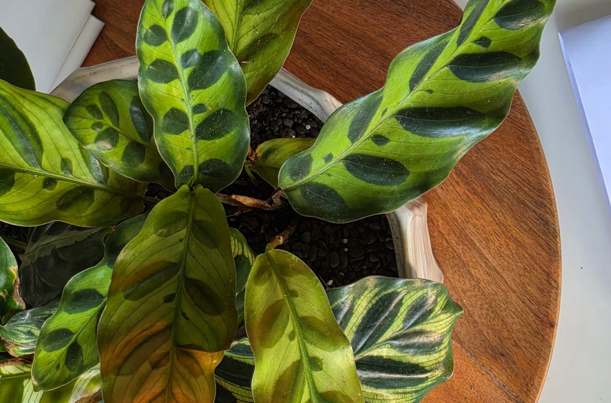 Maranta, calathea a stromanthe. Skutočne je to s nimi tak náročné?