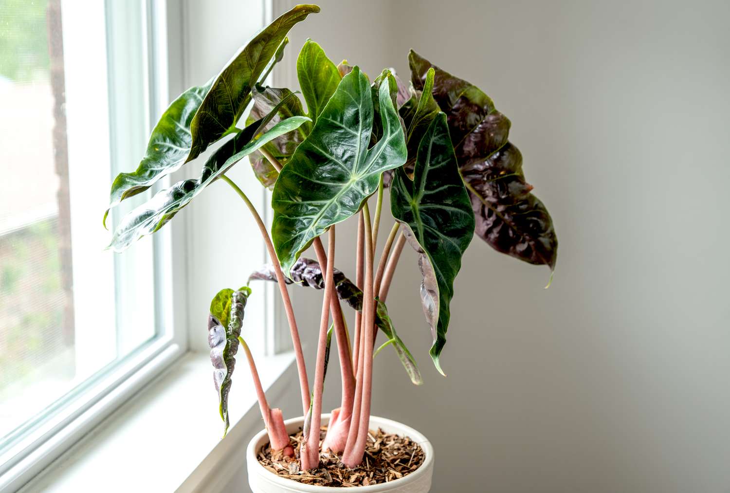 Prečo Alocasia zhadzuje staré listy?