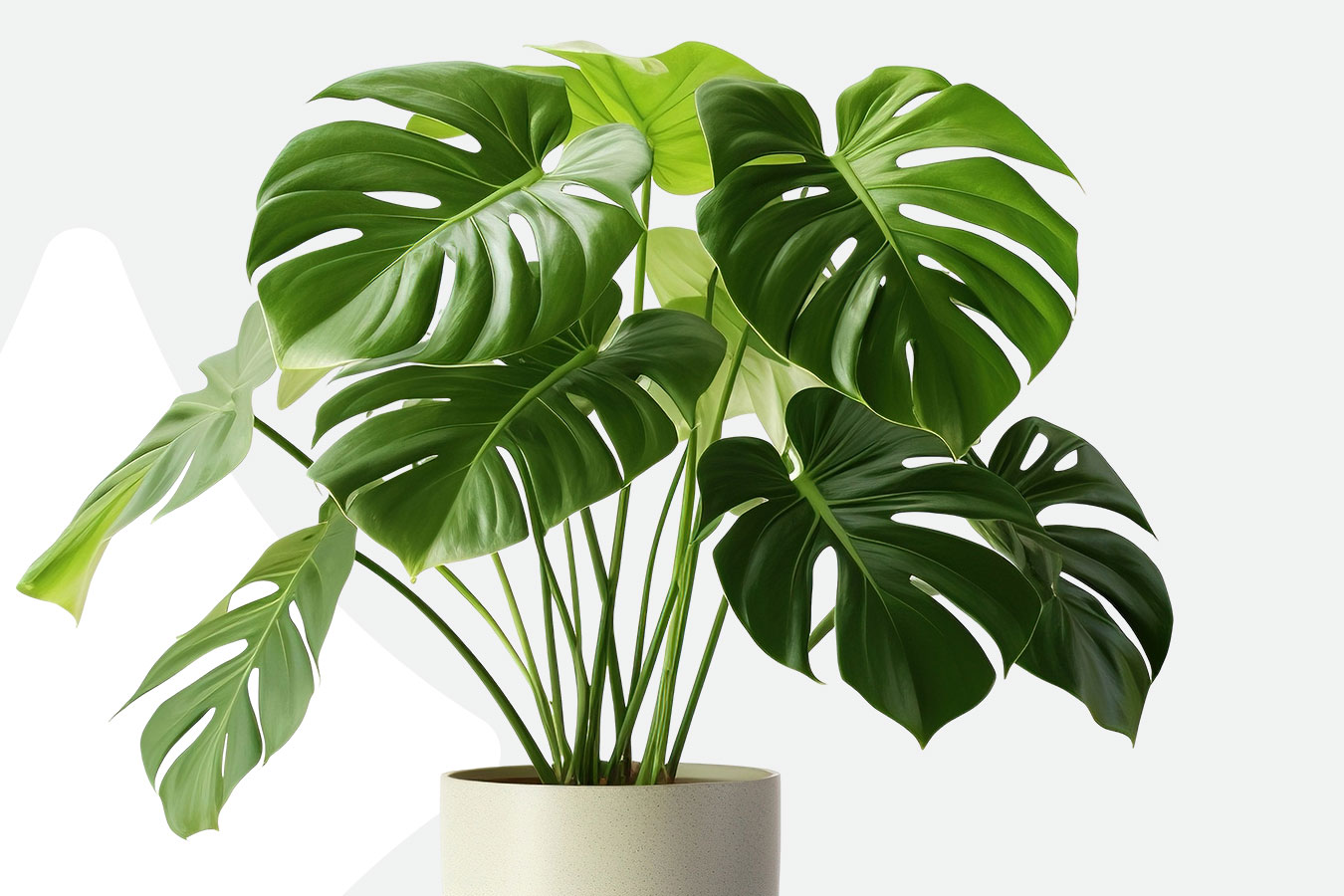 Ako sa starať o monstery?