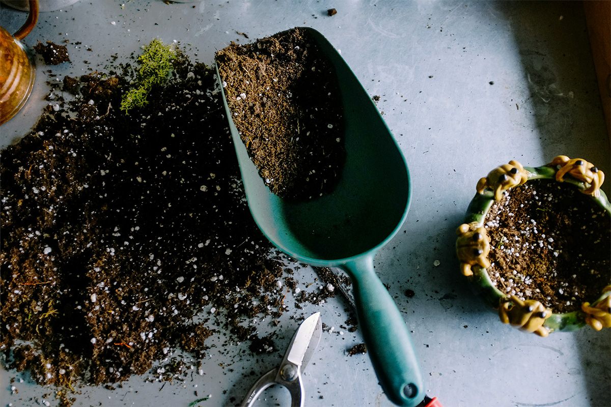 Ako sa postarať o izbové rastliny po zime?