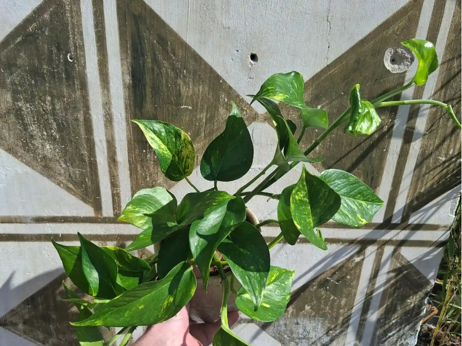 Pothos, epipremnum či divý Janko? V jednoduchosti je krása.