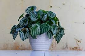 Ako sa starať o peperómie?