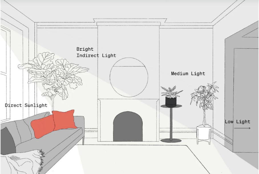 Svetelné nároky rastlín: Vysvetlené!