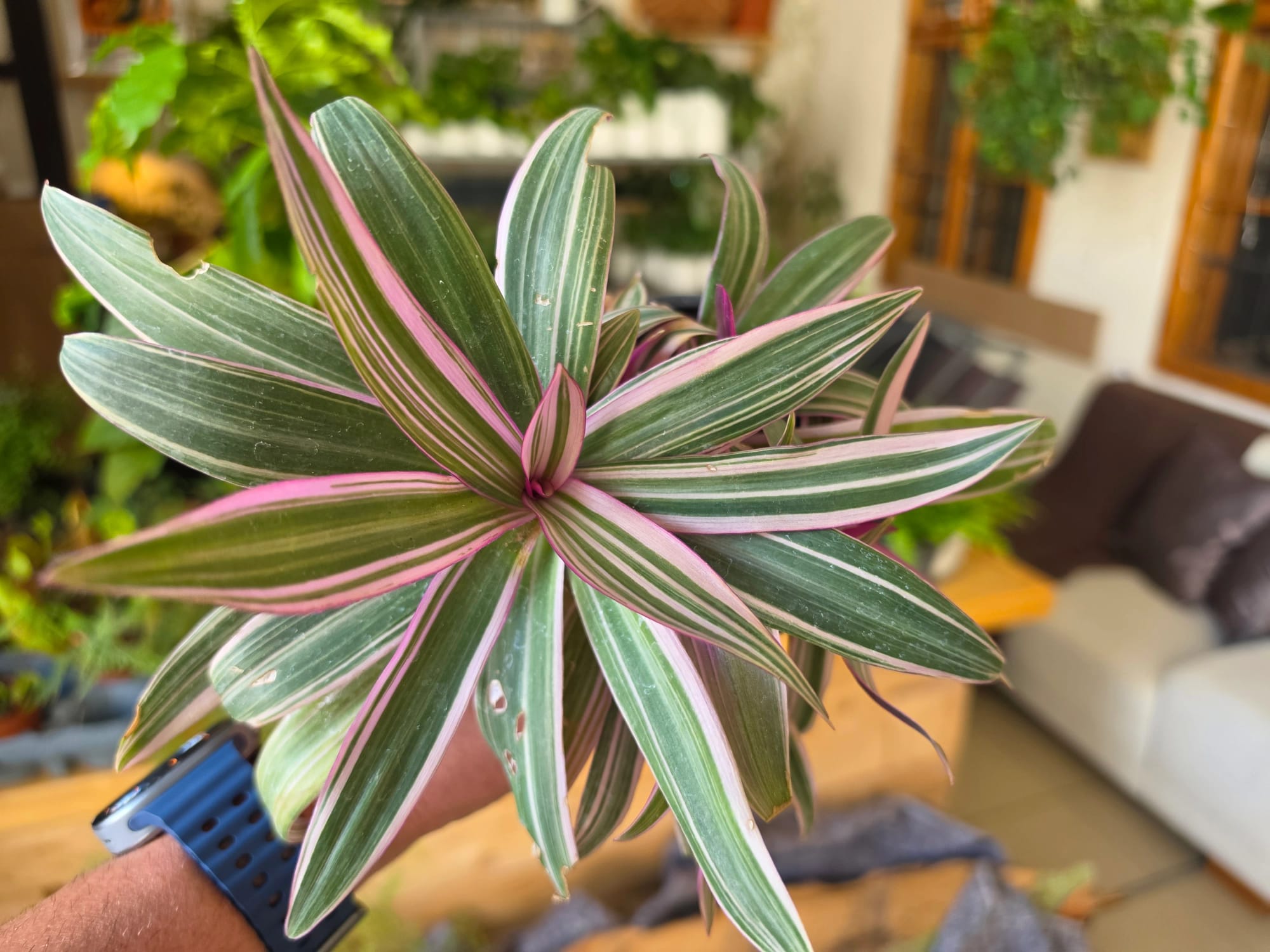 Ako sa starať o tradescantie