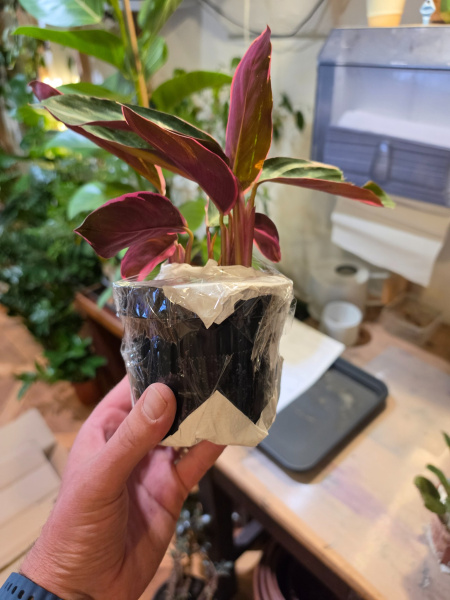 Kontrola rastliny pred balením v PlantBros