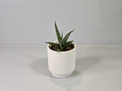 Sansevieria hyacinthoides
