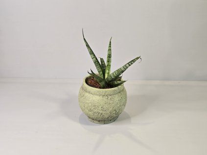 Sansevieria stuckyi