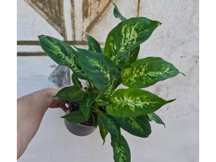 Dieffenbachia Compacta