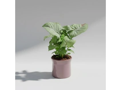 Syngonium ‘Milk Confetti’