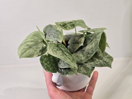 Scindapsus pictus ‘Silvery Ann’