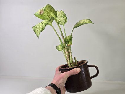Dieffenbachia Dezider
