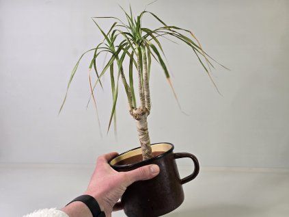 Dracena Ďoďko