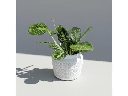 Maranta Leuconera 'Lemon Lime'