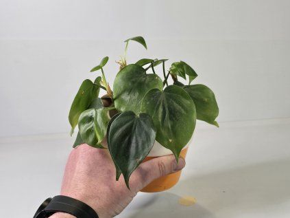 Philodendron Edo