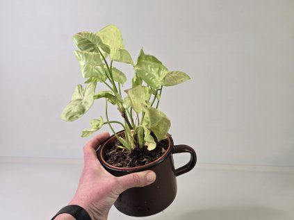 Syngonium Simonka