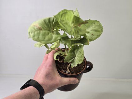 Syngonium Slávko