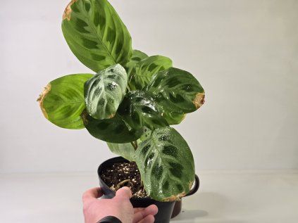 Maranta Marienka