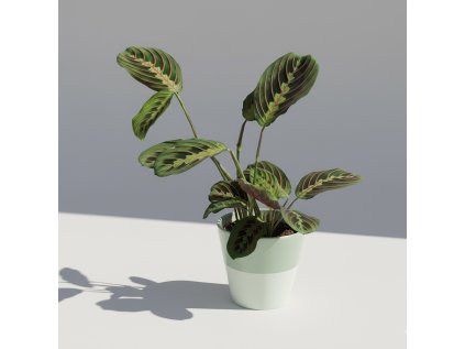 Maranta Leuconera 'Fascinator'