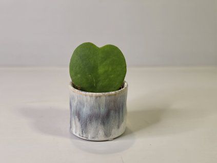 Baby Hoya kerrii