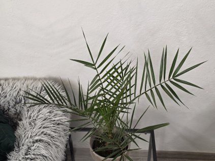 Phoenix canariensis