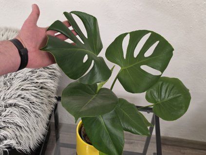 Monstera deliciosa 55 cm